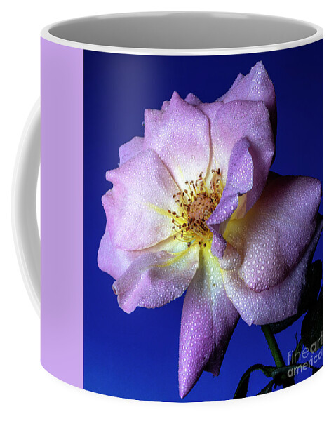 Rose Coffee Mug featuring the photograph Peaceful by Doug Norkum