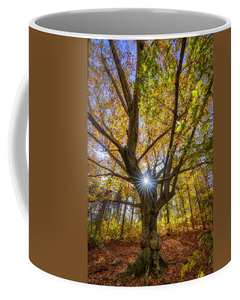 Arkansas Coffee Mug featuring the photograph Sunburst Tree by David Dedman