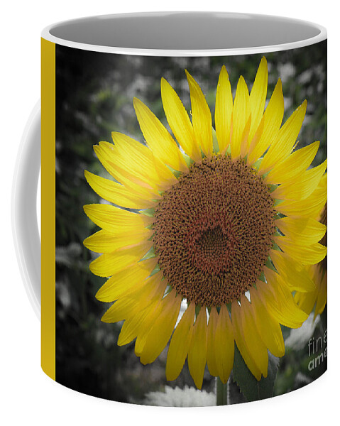 Sunflowers Coffee Mug featuring the photograph Sunflower Closeup by Veronica Batterson