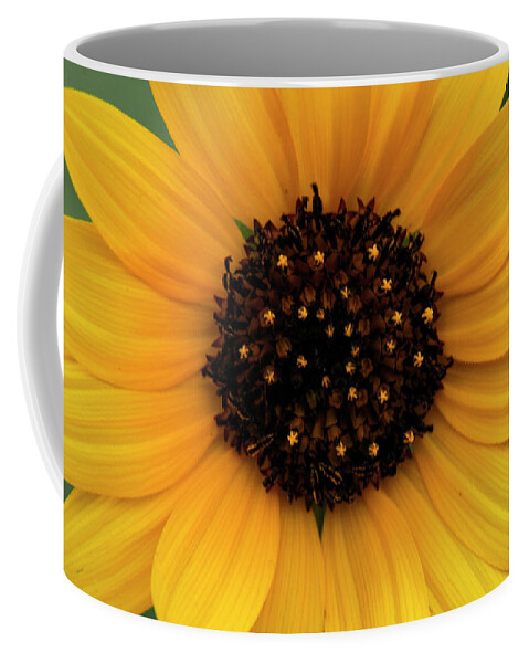 Flower Coffee Mug featuring the photograph Sunflower by Doug Wittrock