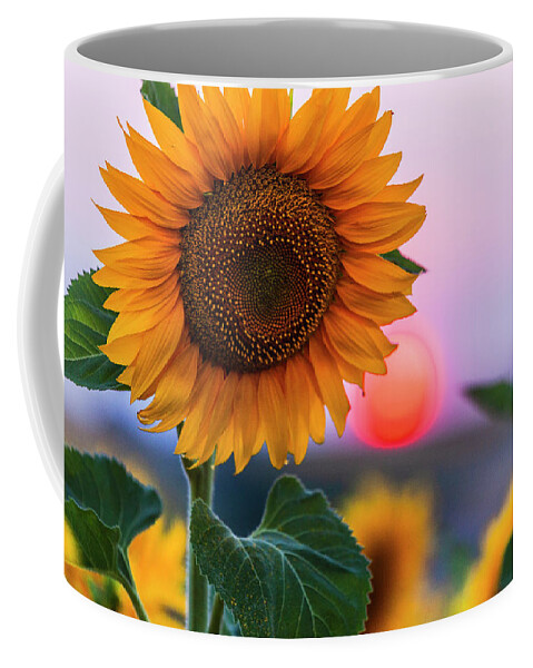 Bulgaria Coffee Mug featuring the photograph Sunflower by Evgeni Dinev