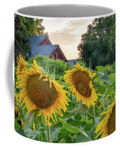 Sunflowers Coffee Mug featuring the photograph Sunflower Farm by Mary Courtney