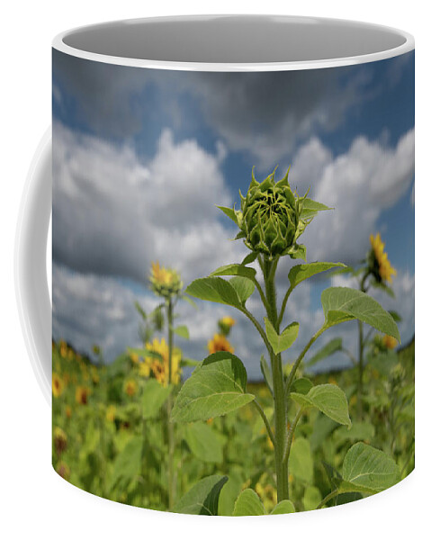 Sunflower Coffee Mug featuring the photograph Sunflower Field by Carolyn Hutchins