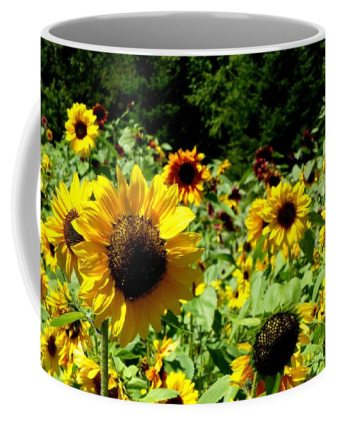 Sunflowers Coffee Mug featuring the photograph Sunflower field by Lynn Hunt