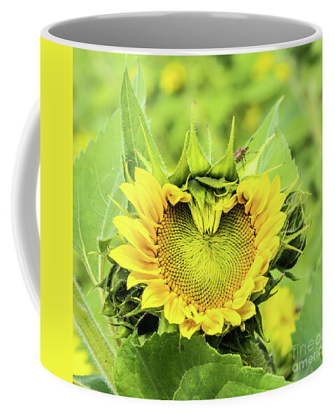 Sunflower Coffee Mug featuring the photograph Sunflower Heart by Cathy Donohoue