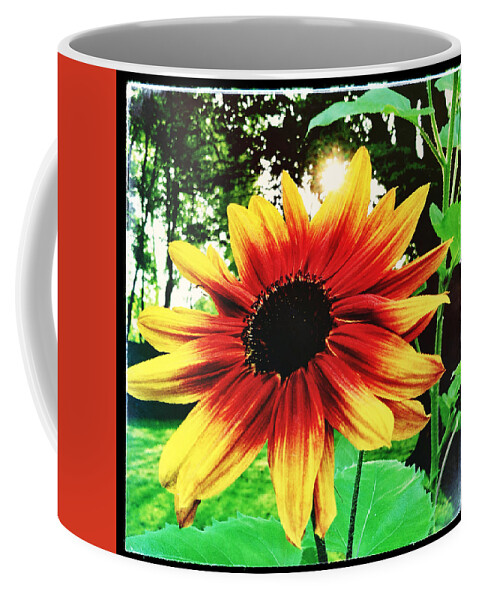 Sunflower Coffee Mug featuring the photograph Sunflower by Robert Dann