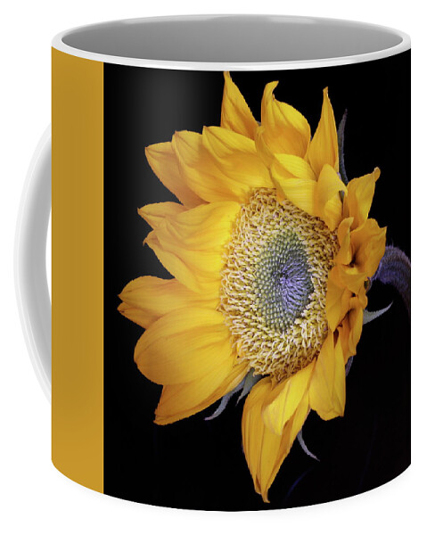 Botanical Coffee Mug featuring the photograph Sunflower Square by Julie Powell