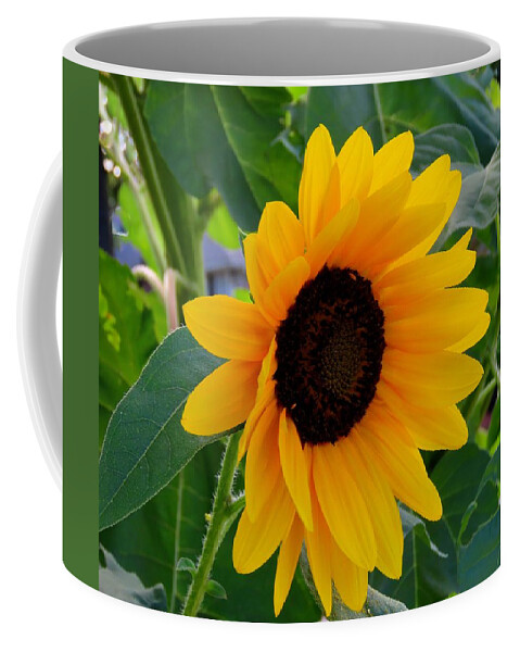 Flowers Coffee Mug featuring the photograph Sunflower - Two by Linda Stern