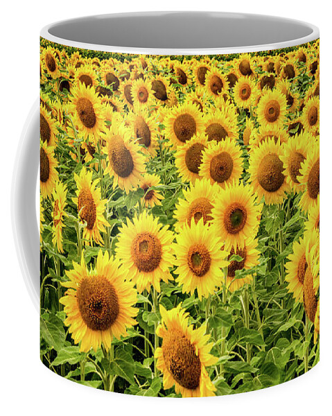 Sunflowers Coffee Mug featuring the photograph Sunflowers As Far As The Eye Can See by Marcy Wielfaert