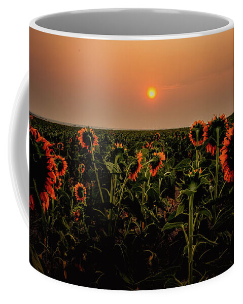 Sunflowers Coffee Mug featuring the photograph Sunflowers in Morning Light by Kevin Schwalbe