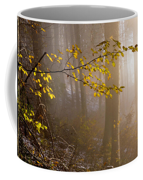 Forest Coffee Mug featuring the photograph Sunlight meets the forest by Wolfgang Stocker