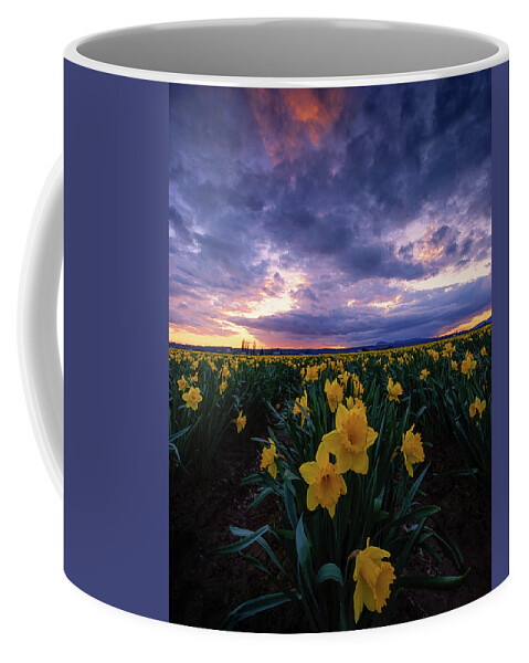 Skagit Valley Tulip Festival Coffee Mug featuring the photograph Sunset and Daffodils by Dan Mihai