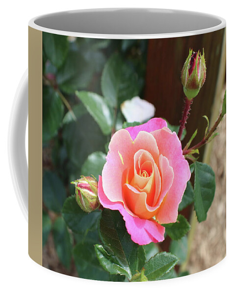 Ombre Coffee Mug featuring the photograph Sunset Ombre Rose by Kenneth Pope