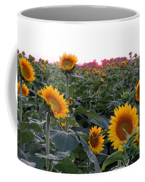 Kansas Sunflower Coffee Mug featuring the photograph Sunset Sunflowers by Keith Stokes