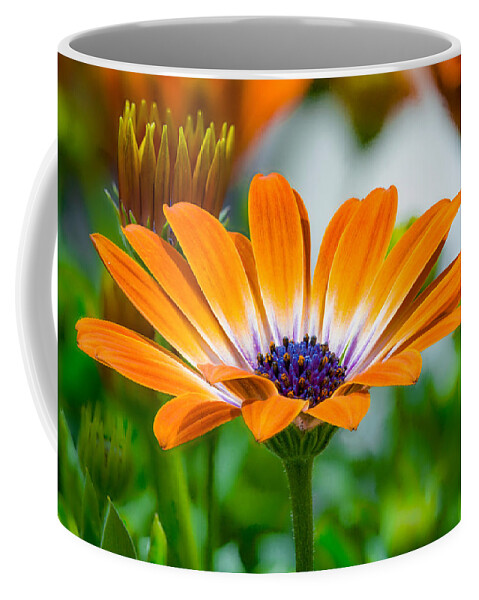 Osteospermum Sunshine Beauty Coffee Mug featuring the photograph Sunshine Beauty 2 by Bj S
