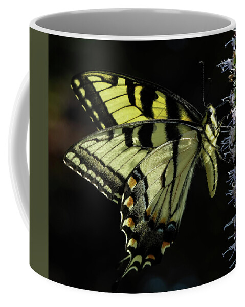 Butterfly Coffee Mug featuring the photograph Swallowtail Butterfly by William Jobes
