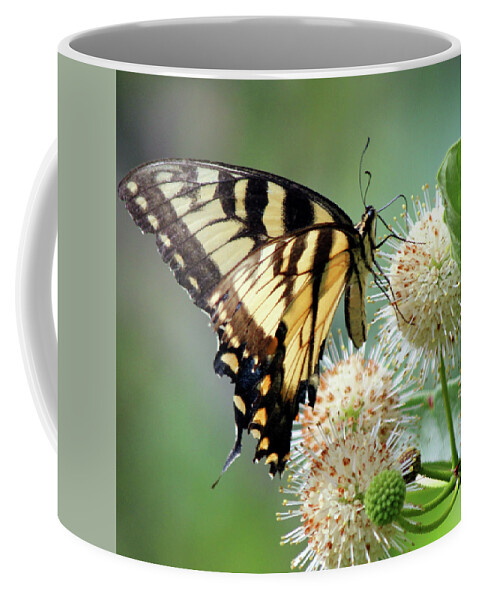 Butterfly Coffee Mug featuring the photograph Swallowtail by Carolyn Stagger Cokley
