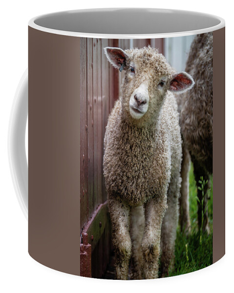 Lamb Coffee Mug featuring the photograph Sweet Leicester Longwool Lamb by Rachel Morrison