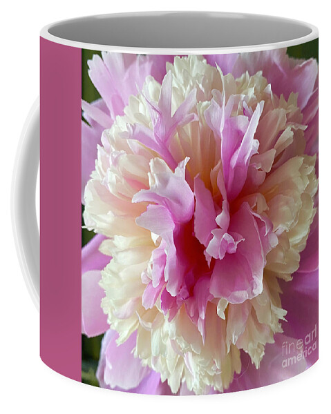 Pink Coffee Mug featuring the photograph Sweet Peony Magic by Wendy Golden