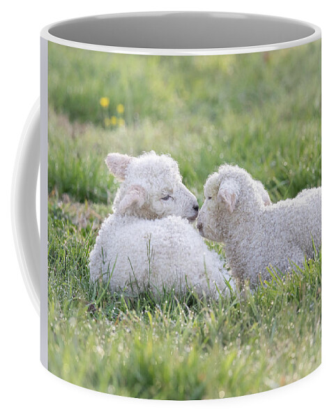 Lamb Coffee Mug featuring the photograph Sweet Twins 2 by Rachel Morrison