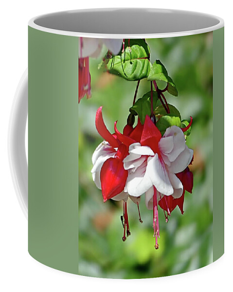 Swingtime Fuchsia Coffee Mug featuring the photograph Swingtime Fuchsia Plants by Lyuba Filatova