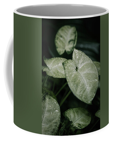 Close-up Coffee Mug featuring the photograph Syngonium houseplant leaves by Benoit Bruchez