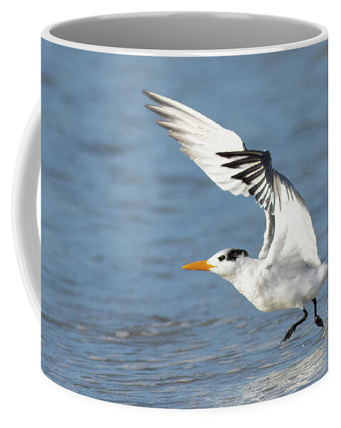 Tern Coffee Mug featuring the photograph Take Off by RD Allen