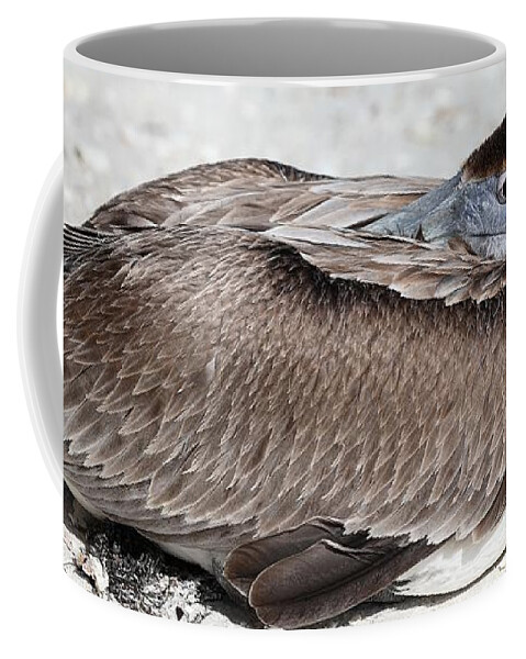 Pelicans Coffee Mug featuring the photograph Close Up of a Napping Pelican by Mingming Jiang