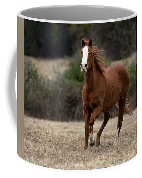 Horse Coffee Mug featuring the photograph Tentative Approach by Art Cole