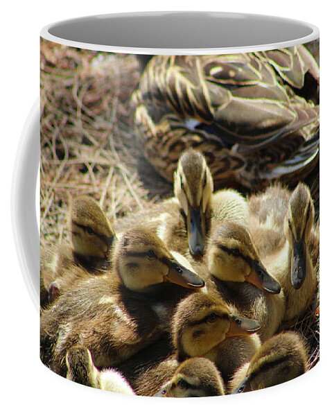 Animals Coffee Mug featuring the photograph The Beginnings of Life by Marcus Jones