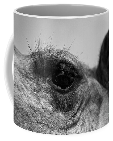 Craig Lovell Coffee Mug featuring the photograph The Camels Eye by Craig Lovell