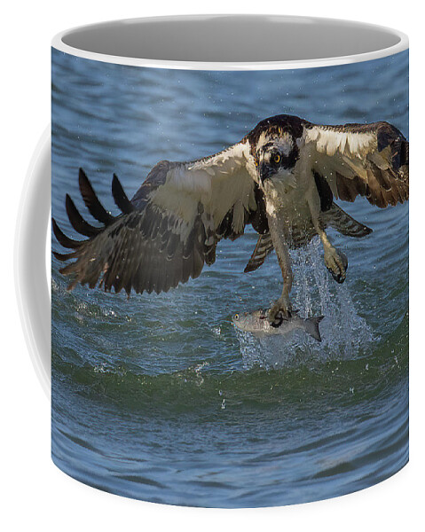 Osprey Coffee Mug featuring the photograph The Catch by RD Allen