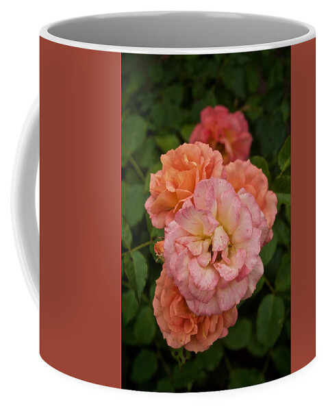 Roses Coffee Mug featuring the photograph The Five Roses Greeting Card by Richard Cummings