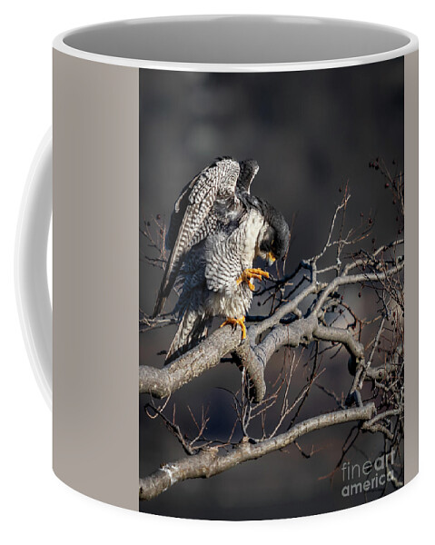 Peregrine Falcon Coffee Mug featuring the photograph The Gargoyle by Alyssa Tumale