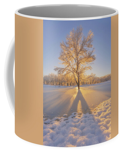 Light Coffee Mug featuring the photograph The Golden Tree by Darren White