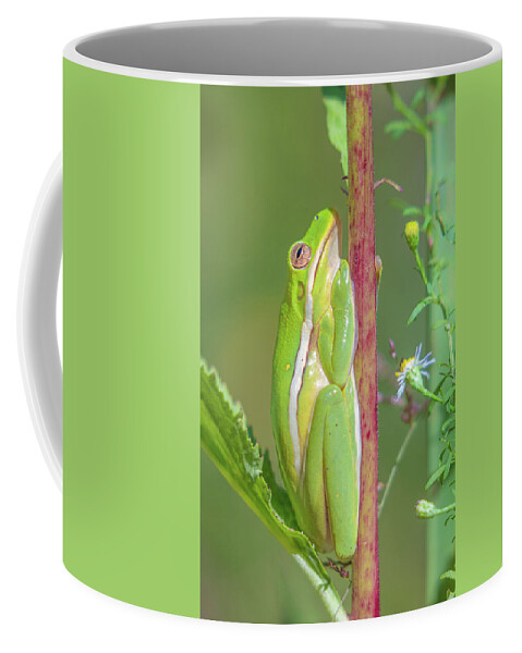 Amphibian Coffee Mug featuring the photograph The Green Tree Frog by Jordan Hill