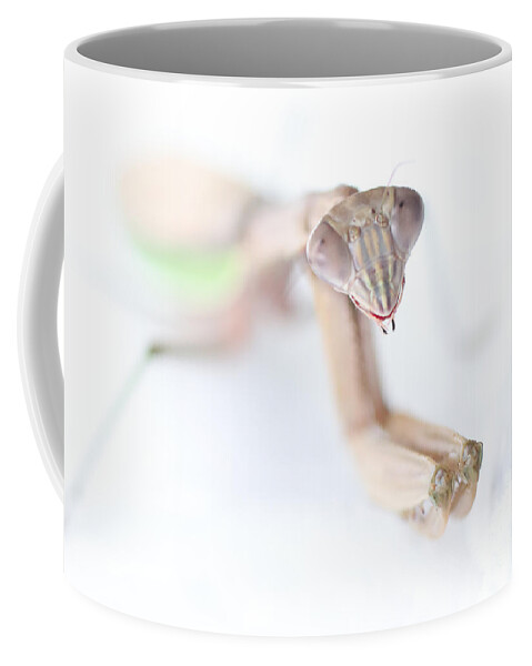 Praying Mantis Coffee Mug featuring the photograph The Hungry Praying Mantis by Tony Lee