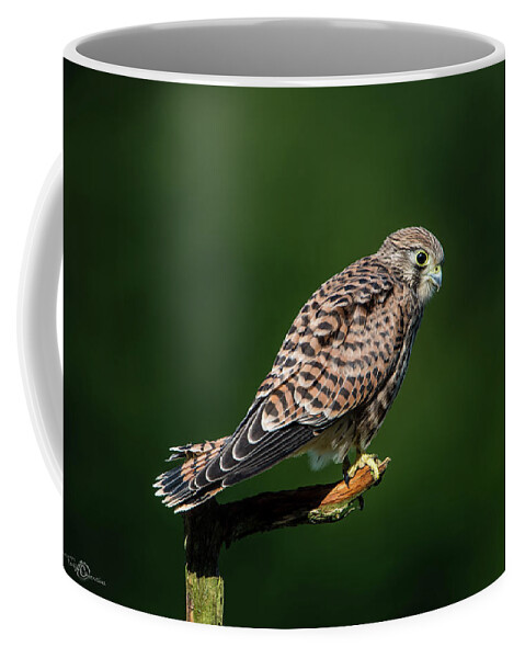 Kestrel Coffee Mug featuring the photograph The hunting position in profile for the young kestrel by Torbjorn Swenelius