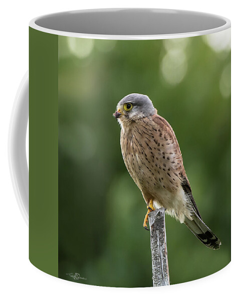 Kestrel Coffee Mug featuring the photograph The male Kestrel hunting on top of a round pole by Torbjorn Swenelius
