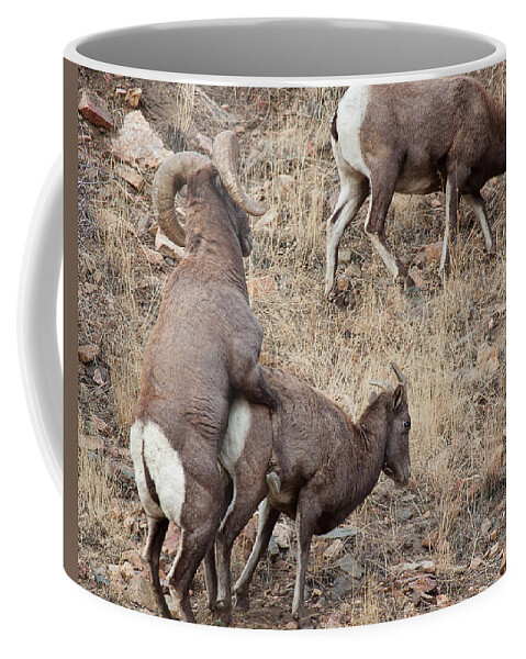 Mating Bighorn Sheep Photograph Coffee Mug featuring the photograph The Mating Game by Jim Garrison