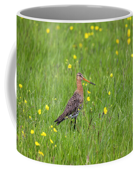 Nature Coffee Mug featuring the photograph The Meadow Bird The Godwit by MPhotographer