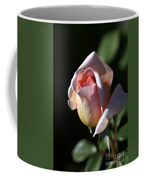 Abraham Darby Rose Flower Coffee Mug featuring the photograph The Morning Pink Rose by Joy Watson