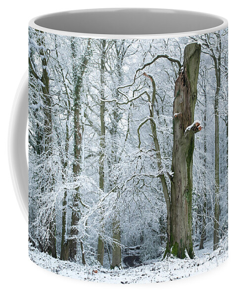 Winter Coffee Mug featuring the photograph The Old Beech Tree in Winter by Tim Gainey