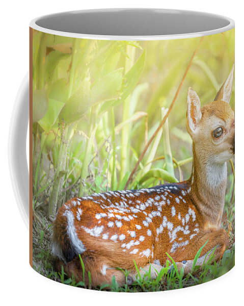 Fawn Coffee Mug featuring the photograph The Peaceful Fawn by Jordan Hill