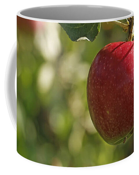 https://render.fineartamerica.com/images/rendered/default/frontright/mug/images/artworkimages/medium/3/the-red-apple-grows-on-a-branch-with-fresh-green-leaves-natalya-flora.jpg?&targetx=2&targety=-152&imagewidth=800&imageheight=533&modelwidth=800&modelheight=333&backgroundcolor=423C1E&orientation=0&producttype=coffeemug-11