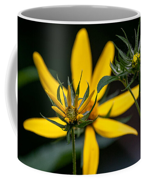 Sunflower Coffee Mug featuring the photograph The Stages of Bloom by Linda Bonaccorsi