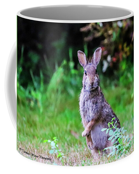 Rabbit Coffee Mug featuring the photograph The Startled Bunny by Tahmina Watson
