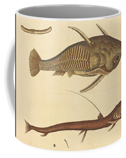 Mark Catesby Coffee Mug featuring the drawing The Viper-mouth, Silurus cataphractus by Mark Catesby