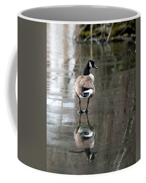 Canadian Goose Coffee Mug featuring the photograph Thin Ice by Kevin Suttlehan