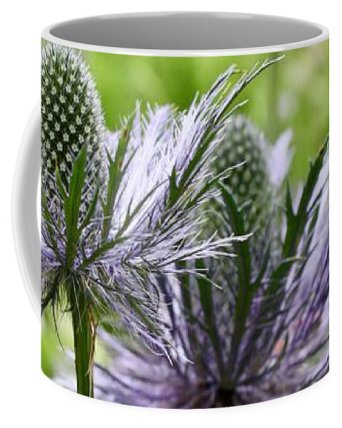 Thistle Coffee Mug featuring the photograph Thistle by Flavia Westerwelle